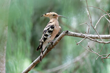hoopoe cleaning his/her body © Bhutan Japan Nature