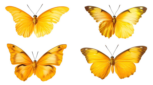 Stunning Collection of Four Yellow Butterflies - Phoebis Phoebis Species Photo