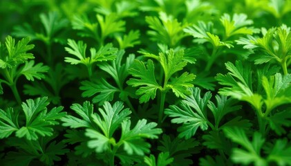 Obraz premium Delicate parsley sprigs forming a natural pattern , visual, cooking, wallpaper