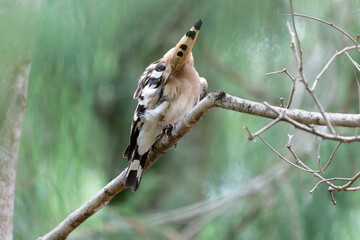 hoopoe cleaning his/her body © Bhutan Japan Nature