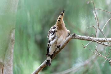 hoopoe cleaning his/her body © Bhutan Japan Nature