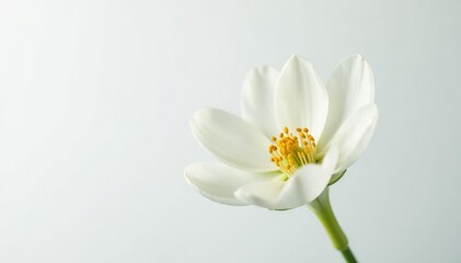 Delicate white flower blossom against pure white background, soft, illustration