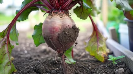 Harvesting fresh beets from a vibrant garden in early summer