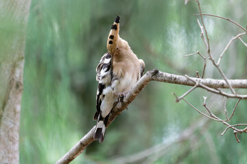 Hoopoe in the forest