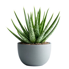 Lush green agave plant with sharp leaves against a plain background showcasing its natural beauty [Transparent Background PNG]. 