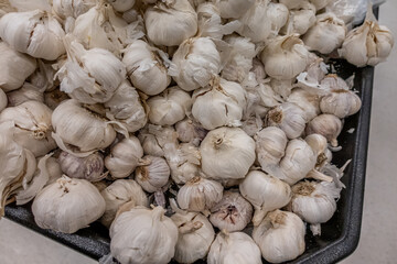 Pile of Organic fresh white garlic on display