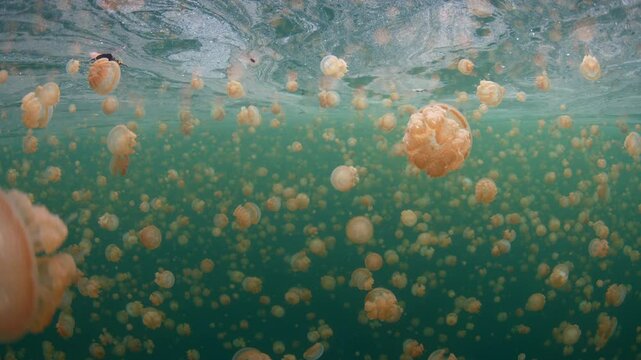 Golden jellyfish, Mastigias sp., fill a marine lake in Misool, Raja Ampat. These jellyfish, which barely sting, have recently evolved to the particular chemistry and light radiance in the lake.