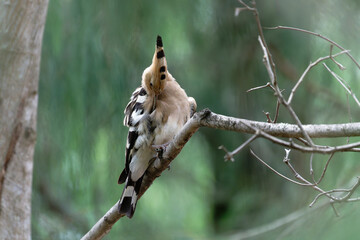 Common hoopoe on the branch © Bhutan Japan Nature