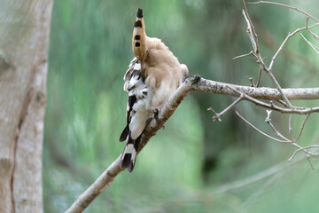 Common hoopoe on the branch © Bhutan Japan Nature