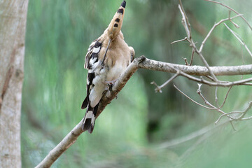 Common hoopoe on the branch © Bhutan Japan Nature