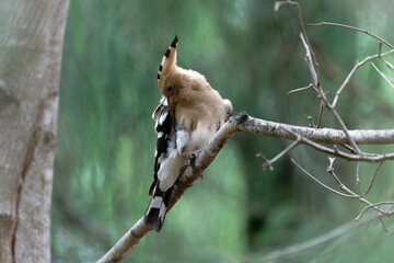 Common hoopoe on the branch © Bhutan Japan Nature