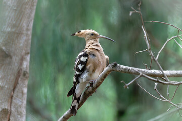 Common hoopoe on the branch