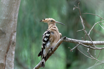 Common hoopoe on the branch