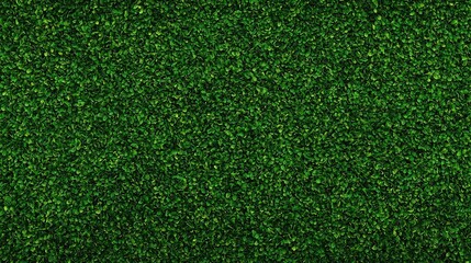 Fototapeta premium A dense, vibrant green hedge wall with tightly packed leaves creating a lush, natural texture.