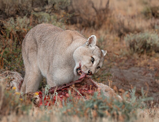 Puma comiendo