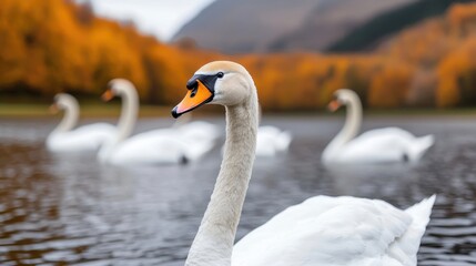 Obraz premium Majestic Swans Gliding Across a Tranquil Lake in Autumn Splendor