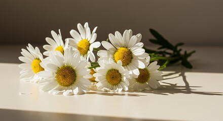Closeup of White Daisies with Golden Centers on Cream Surface Macro Studio Shot