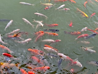 koi fish swimming in a pond