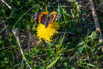 Monarch Butterfly Closeup on Flower