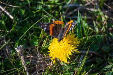 Monarch Butterfly Closeup on Flower