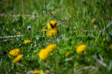 Monarch Butterfly Closeup on Flower