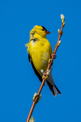 American Goldfinch Perched