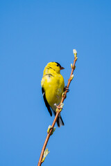 American Goldfinch Perched