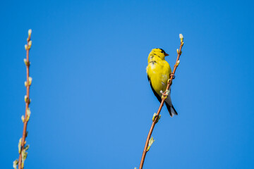 American Goldfinch Perched