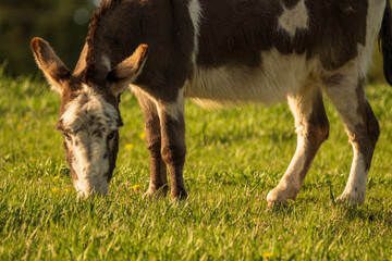 Donkey in a Grass Field