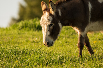 Donkey in a Grass Field