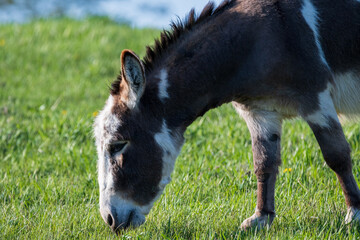 Donkey in a Grass Field