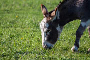 Donkey in a Grass Field