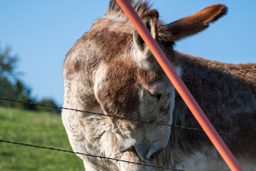 Donkey in a Grass Field