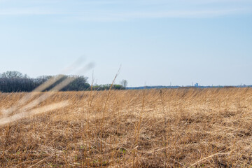 Iowa Prairie in Spring