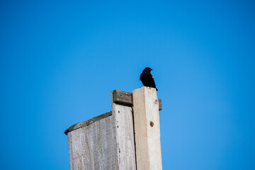 Redwing Blackbird on Bird House