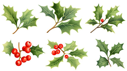 Fototapeta premium Professional Set of Holly Leaf Branches with Green Leaves and Red Berries for Festive Designs