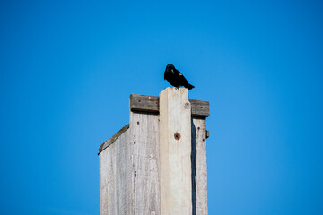Redwing Blackbird on Bird House