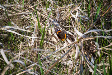 Monarch Butterfly Closeup
