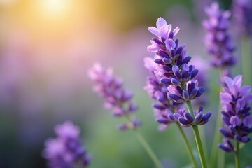 Obraz premium Close-up of lavender flowers, vibrant purple, soft focus, natural, spa