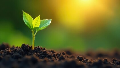 Golden light illuminates a newly sprouted plant, beam, earth, golden