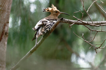 Common hoopoe on the branch