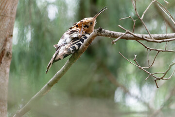 Common hoopoe on the branch © Bhutan Japan Nature