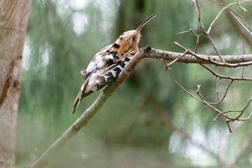 Common hoopoe on the branch © Bhutan Japan Nature