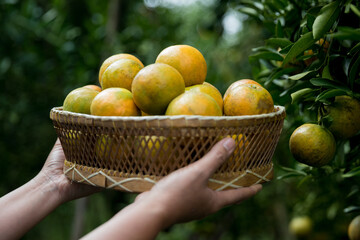 Business farm ripe orange concept farmer hand pick nature fruit citrus orchard mandarin tree...