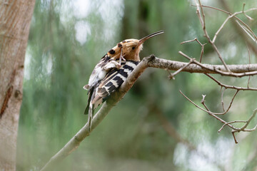 Common hoopoe on the branch © Bhutan Japan Nature