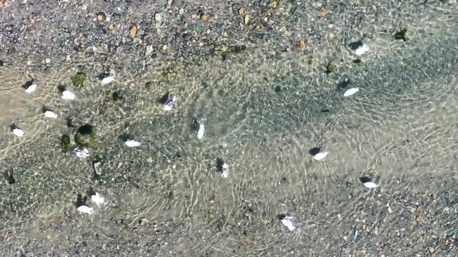 Seagulls and rivers leading to the sea