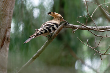 Common hoopoe on the branch