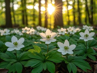Sunlit forest floor adorned with delicate white blossoms, creating a serene and peaceful ambiance