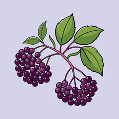 Illustration of Elderberry Branch with Lush Green Leaves and Dark Purple Berries