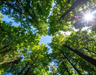 Obraz premium Forest Canopy Sunlight View